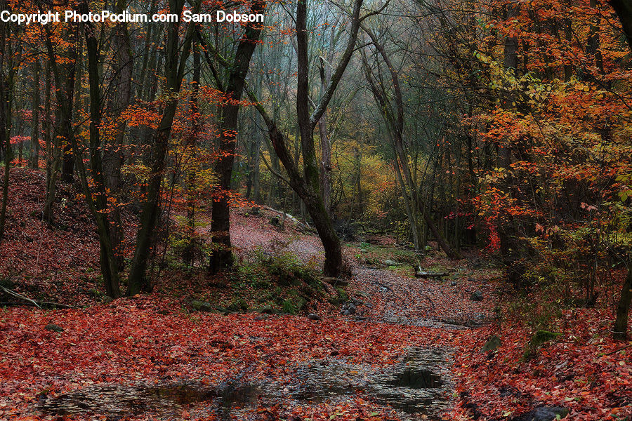 Forest, Vegetation, Grove, Land, Plant, Tree, Maple