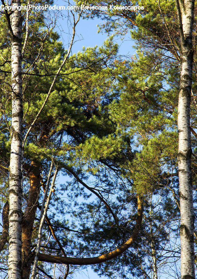 Birch, Tree, Wood, Conifer, Fir, Plant, Forest