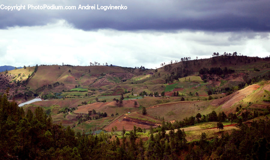 Bush, Plant, Vegetation, Outdoors, Plateau, Countryside, Canyon