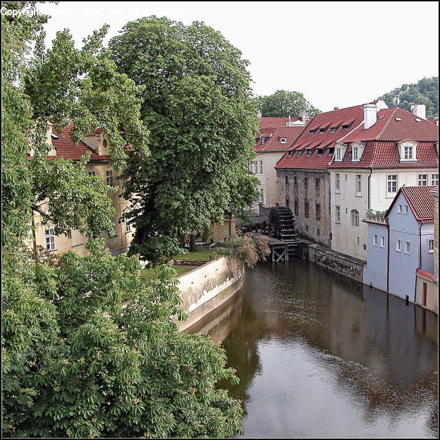 Ivy, Plant, Vine, Canal, Outdoors, River, Water