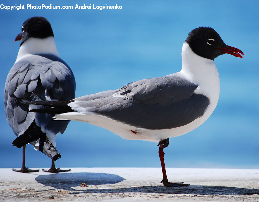 Beak, Bird, Dove, Pigeon, Seagull, Goose, Waterfowl