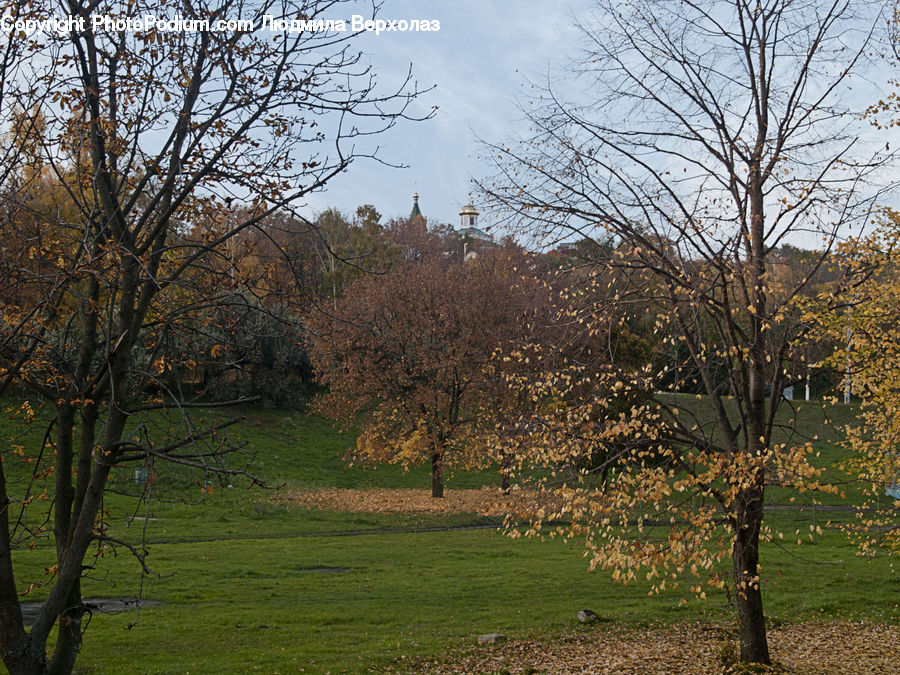 Blossom, Cherry Blossom, Flower, Grassland, Mound, Landscape, Nature