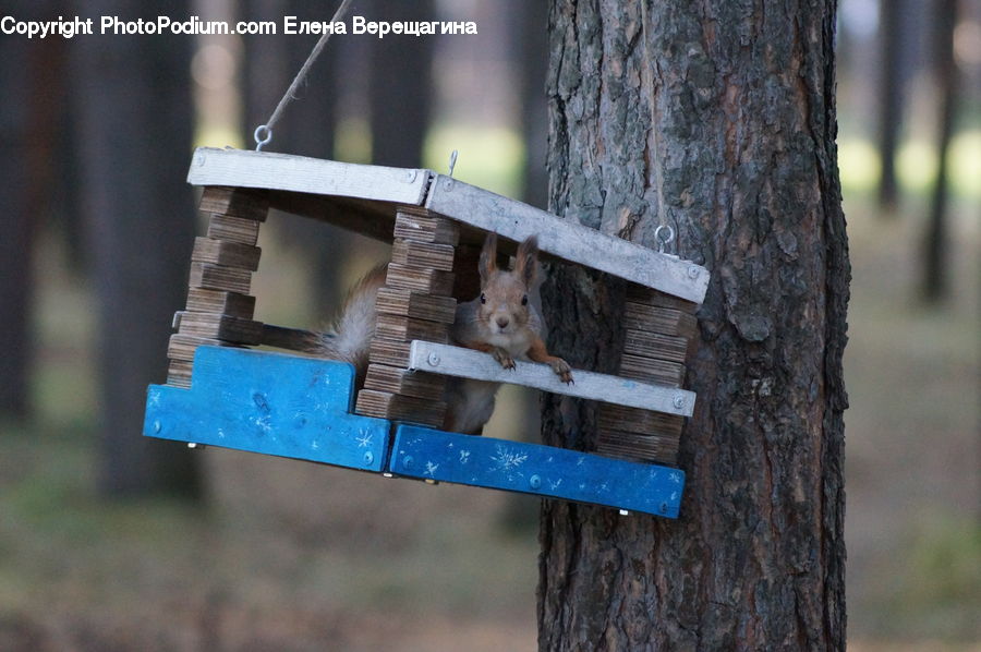 Bird Feeder, Animal, Mammal, Rodent, Squirrel