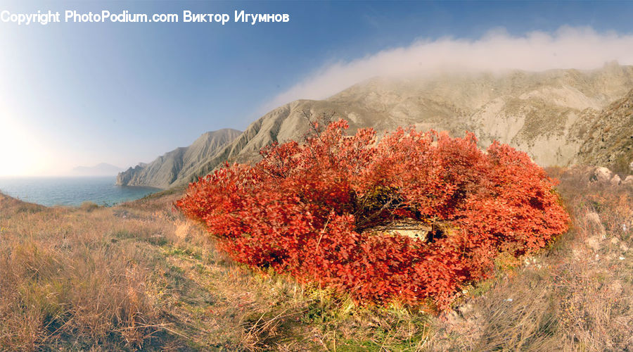 Bush, Plant, Vegetation, Field, Grass, Grassland, Conifer