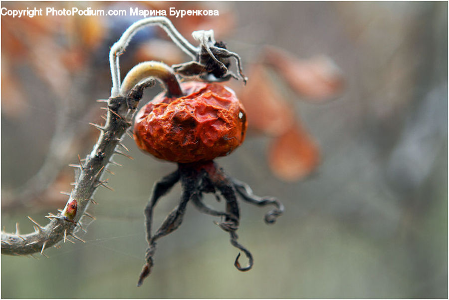 Arachnid, Garden Spider, Insect, Invertebrate, Spider, Bird, Hummingbird