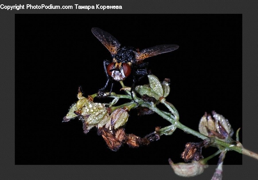 Bee, Hornet, Insect, Invertebrate, Wasp, Bowl, Food