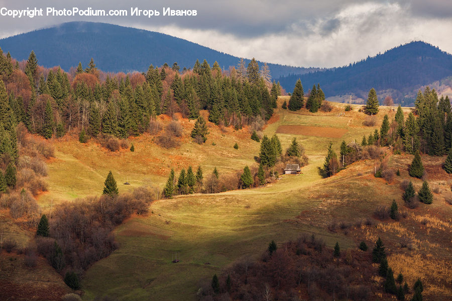 Nature, Outdoors, Conifer, Fir, Plant, Tree, Field