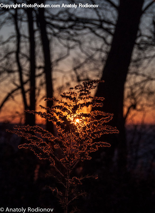 Conifer, Fir, Plant, Tree, Dawn, Dusk, Sky
