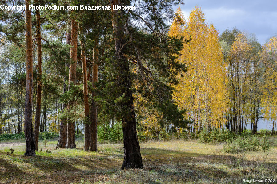 Conifer, Fir, Plant, Tree, Forest, Vegetation, Grove