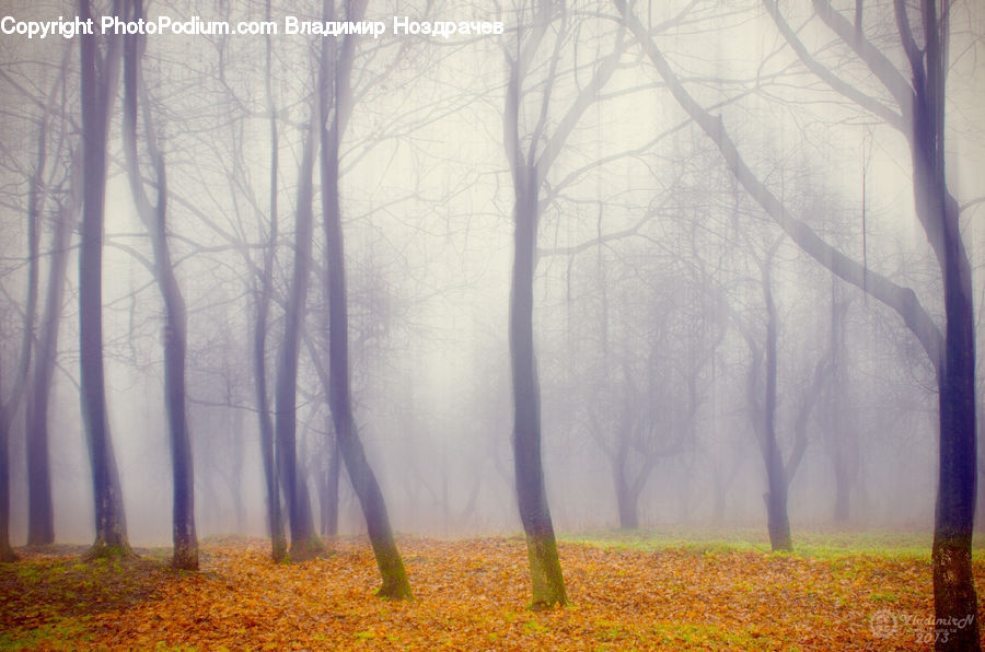 Fog, Mist, Outdoors, Landscape, Nature, Scenery, Forest