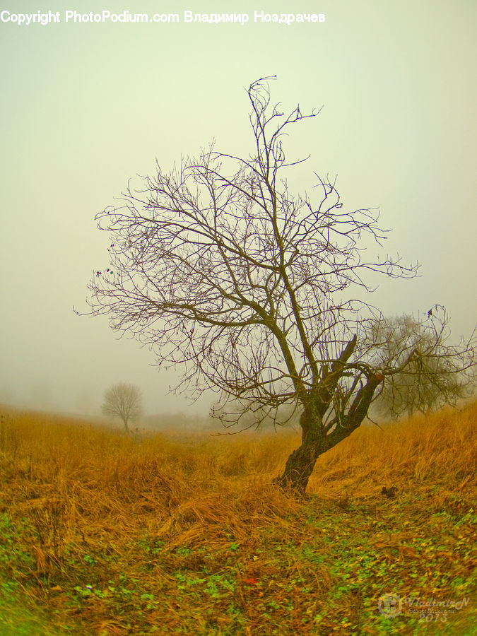 Field, Grass, Grassland, Land, Outdoors, Plant, Tree