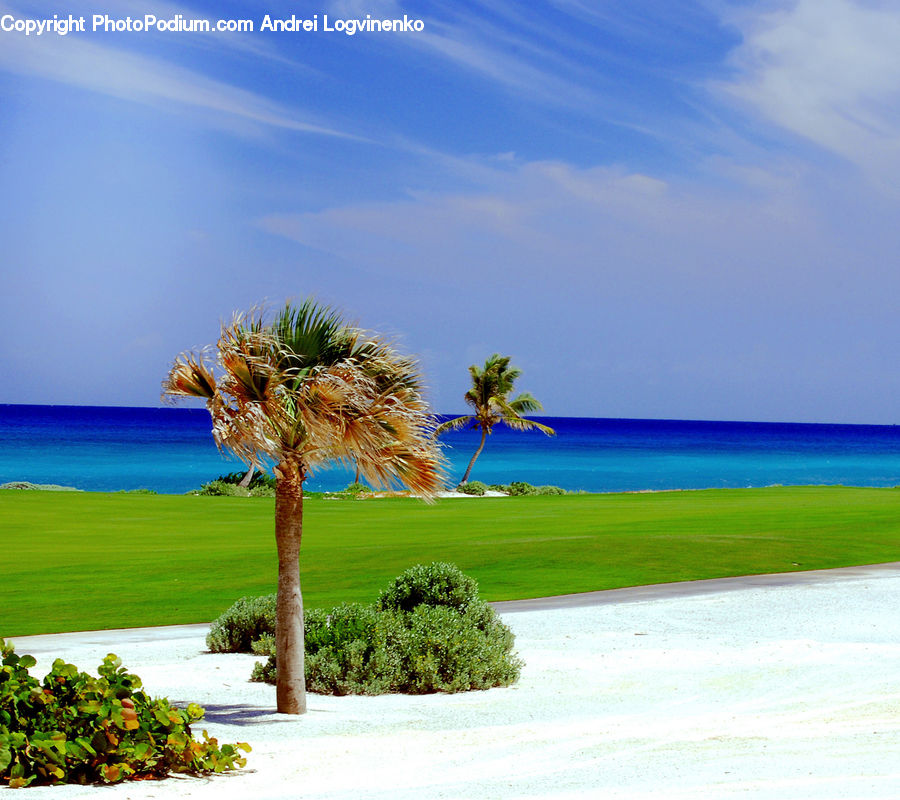 Beach, Coast, Outdoors, Sea, Water, Palm Tree, Plant