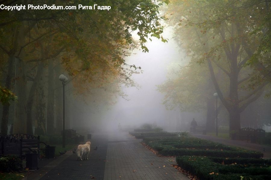 Plant, Potted Plant, Fog, Mist, Outdoors, Tree, Dirt Road