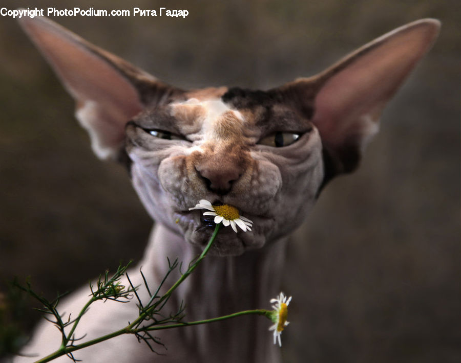Abyssinian, Animal, Cat, Mammal, Pet, Flower Arrangement, Ikebana