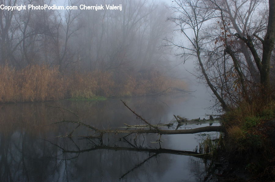 Plant, Tree, Willow, Forest, Vegetation, Jungle, Rainforest