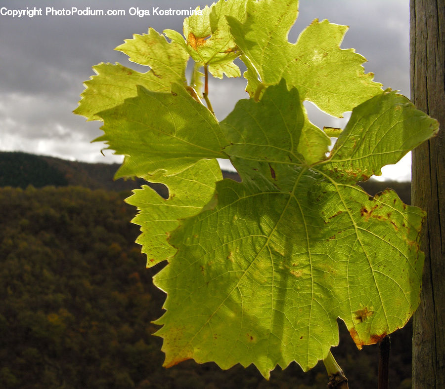 Fruit, Grapes, Leaf, Plant, Vine, Blossom, Flora