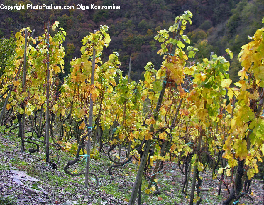 Countryside, Farm, Field, Vineyard, Fruit, Grapes, Plant