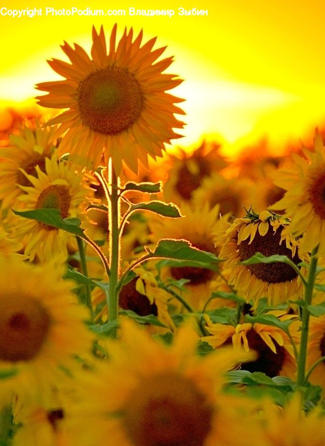 Blossom, Flora, Flower, Plant, Sunflower, Potted Plant, Petal