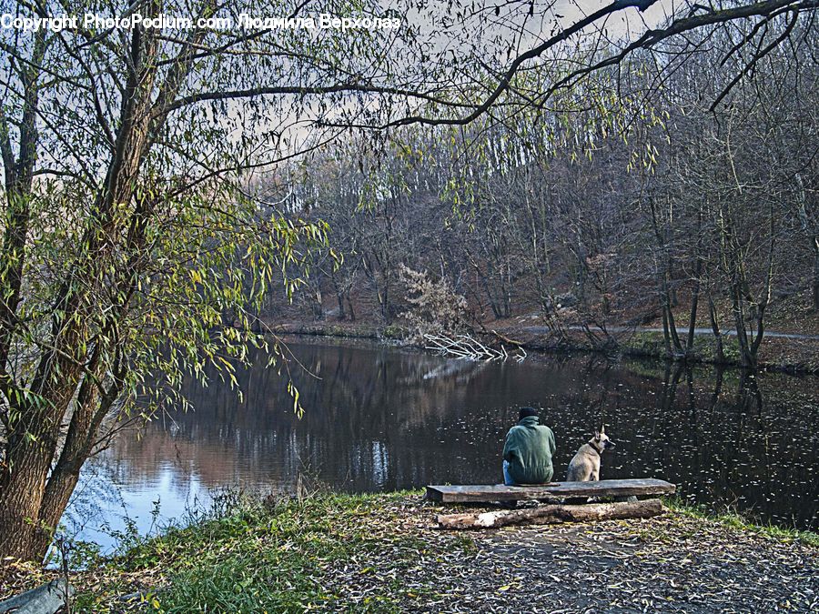 Park, Forest, Vegetation