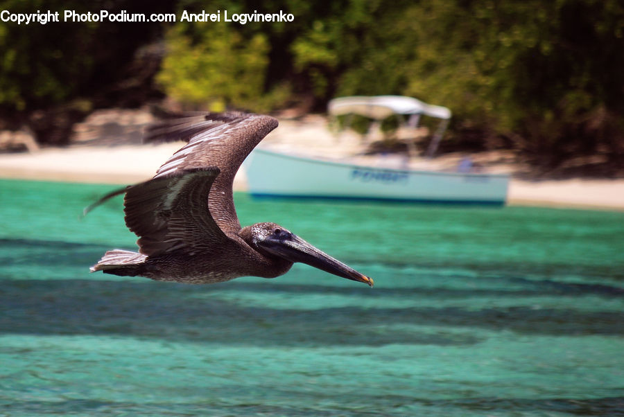 Bird, Booby, Pool, Water, Pelican, Leisure Activities, Plant