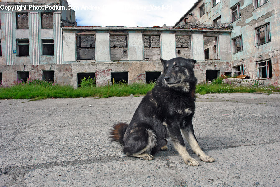 Animal, Canine, Dog, Mammal, Newfoundland, Pet, Collie