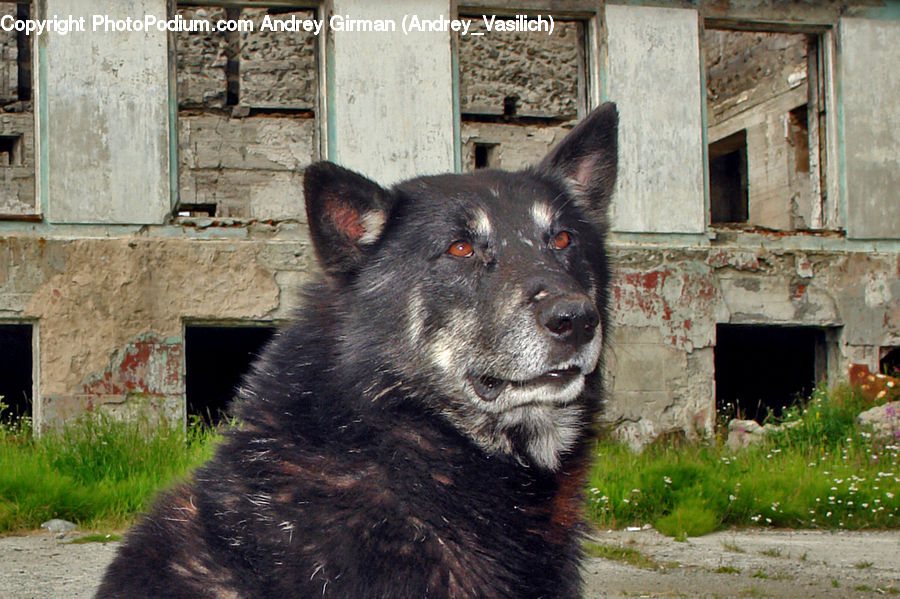 Fireplace, Hearth, Animal, Canine, Dog, Husky, Mammal