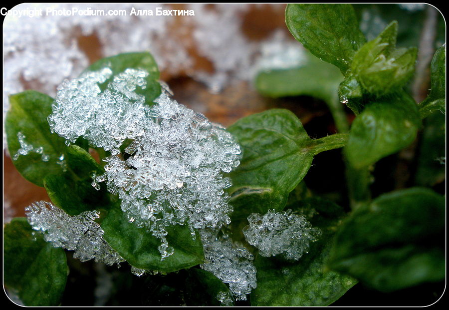Frost, Ice, Outdoors, Snow, Blossom, Flora, Flower