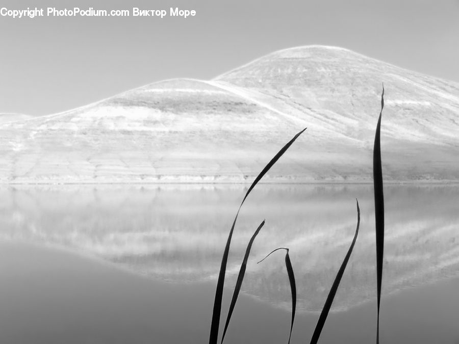 Grass, Plant, Reed, Alps, Crest, Mountain, Peak