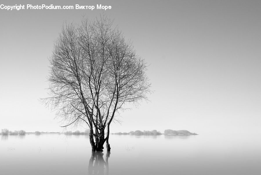 Plant, Tree, Oak, Wood