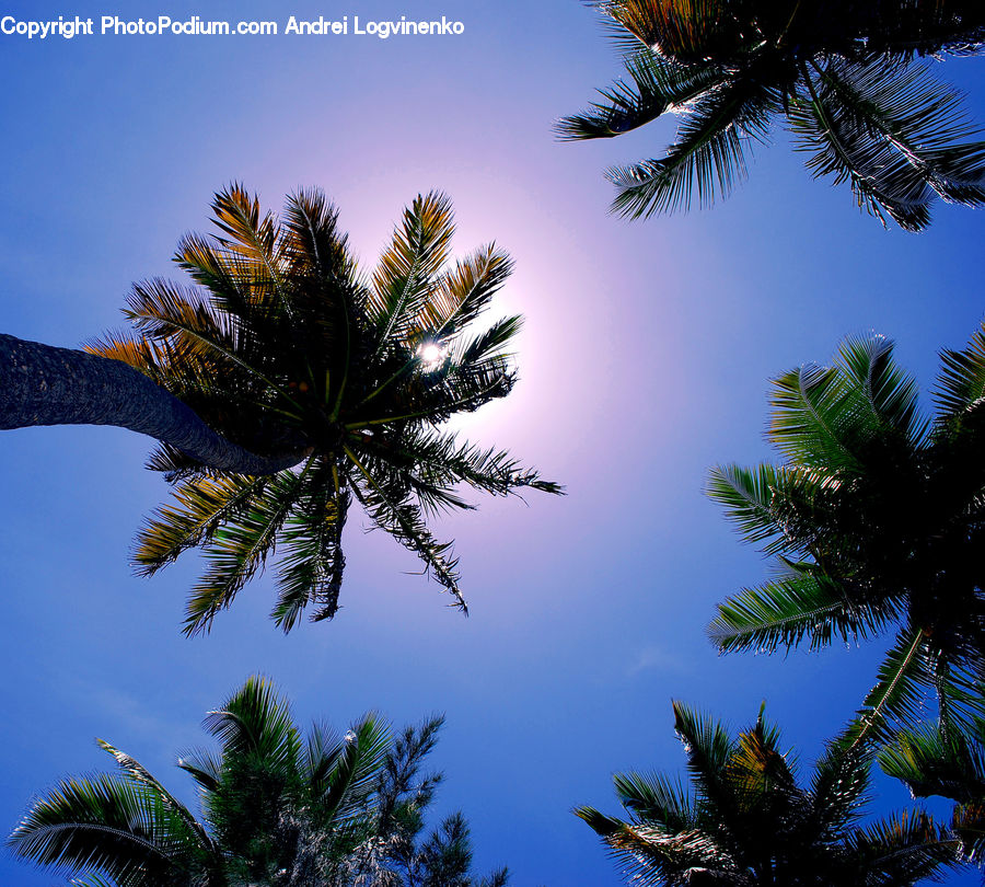 Palm Tree, Plant, Tree, Conifer, Fir, Arecaceae, Fern