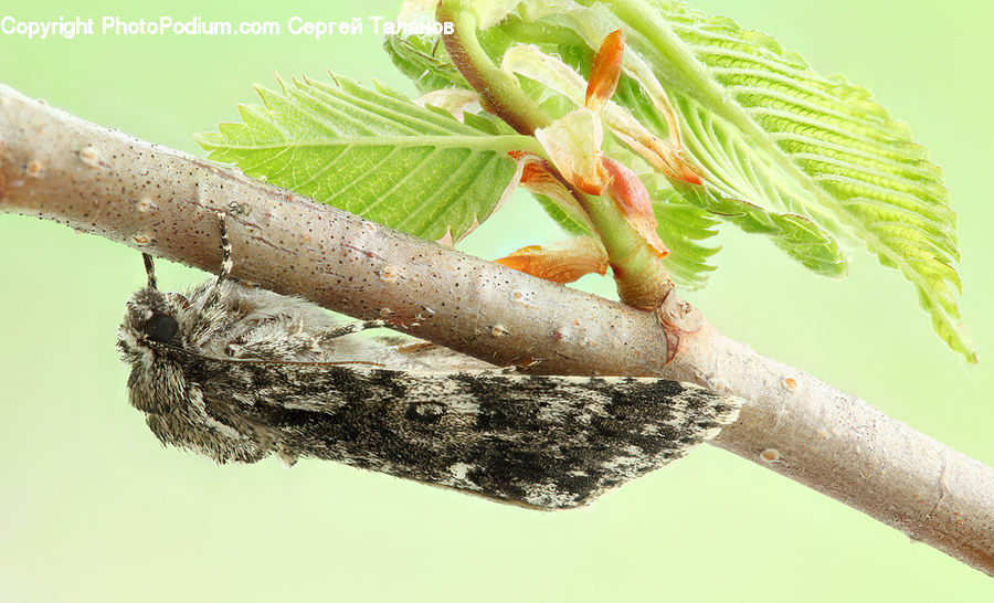 Invertebrate, Worm, Conifer, Fir, Plant, Tree