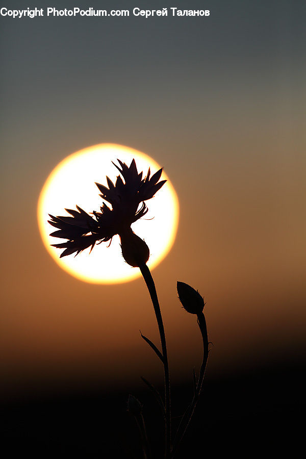 Grass, Plant, Reed, Weed, Dusk, Outdoors, Sky