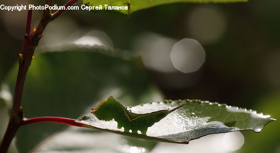 Leaf, Plant, Water, Blossom, Flora, Flower, Droplet