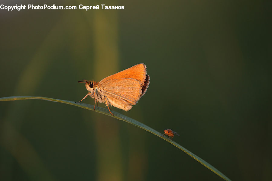 Butterfly, Insect, Invertebrate, Bird, Robin, Asilidae, Mosquito