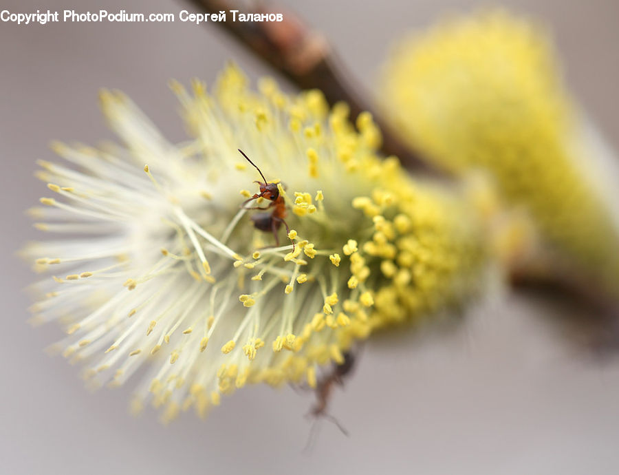 Blossom, Flora, Flower, Plant, Dandelion, Bee, Insect