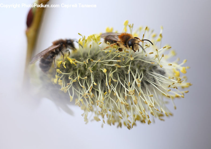Bee, Insect, Invertebrate, Andrena, Apidae, Bumblebee, Honey Bee