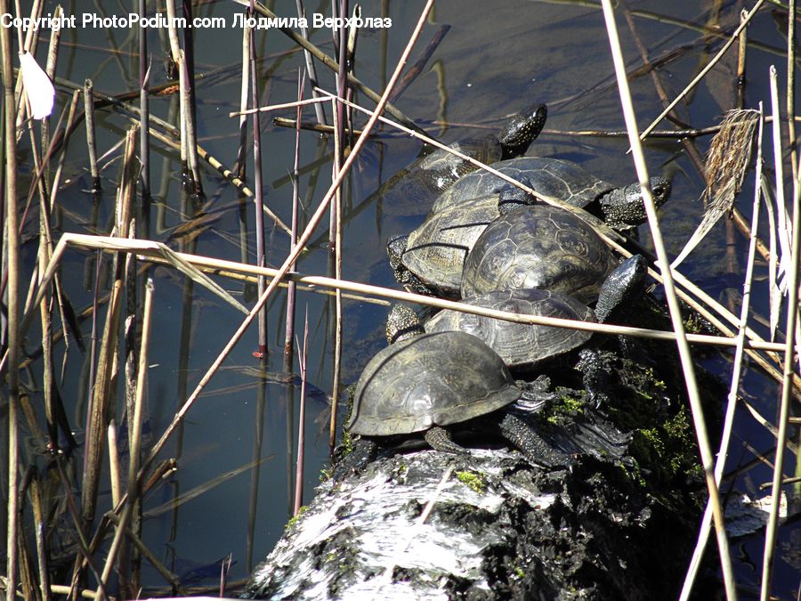Box Turtle, Reptile, Tortoise, Turtle, Sea Life