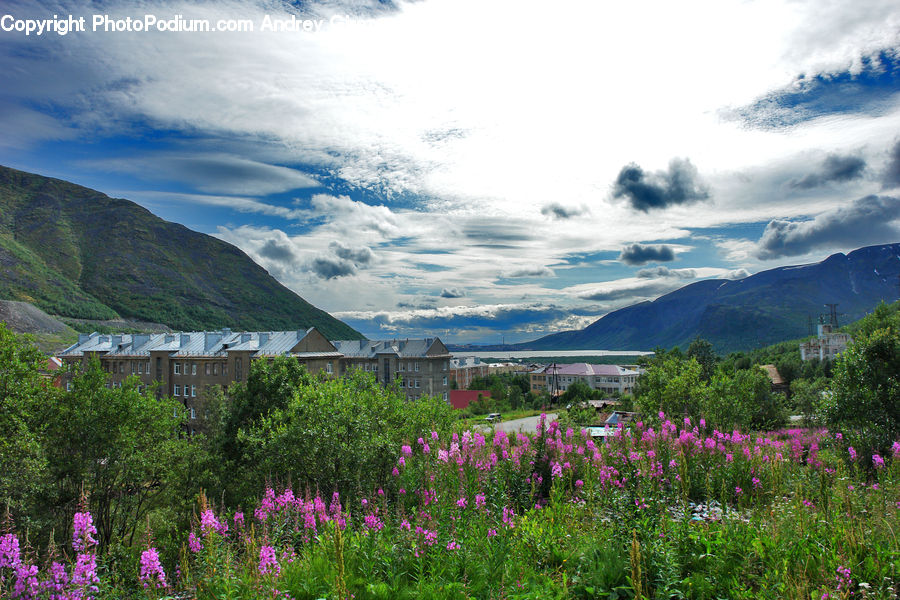 Blossom, Flora, Flower, Plant, Lupin, Crocus, Landscape