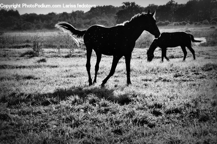 Animal, Horse, Mammal, Colt Horse, Foal, Countryside, Farm