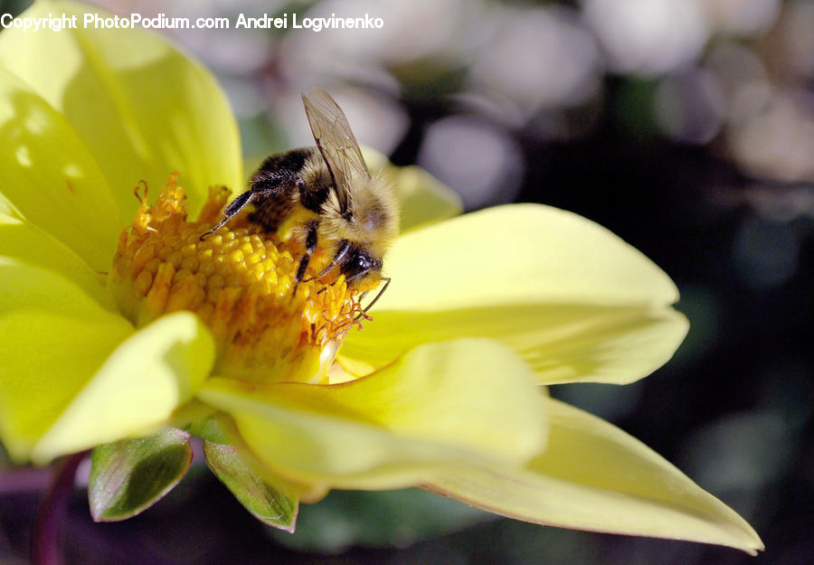 Bee, Insect, Invertebrate, Flora, Pollen, Apidae, Bumblebee