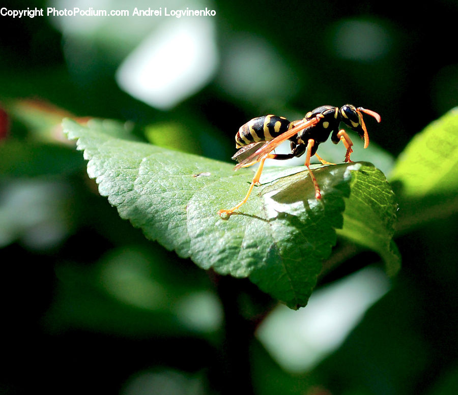 Bee, Hornet, Insect, Invertebrate, Wasp, Asilidae