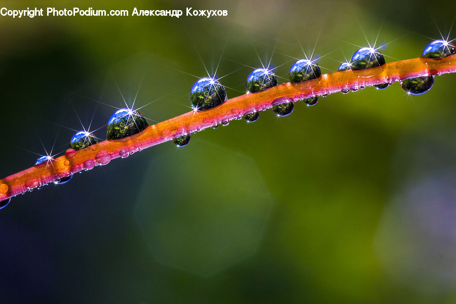 Droplet, Nature, Outdoors, Blossom, Flora, Flower, Plant