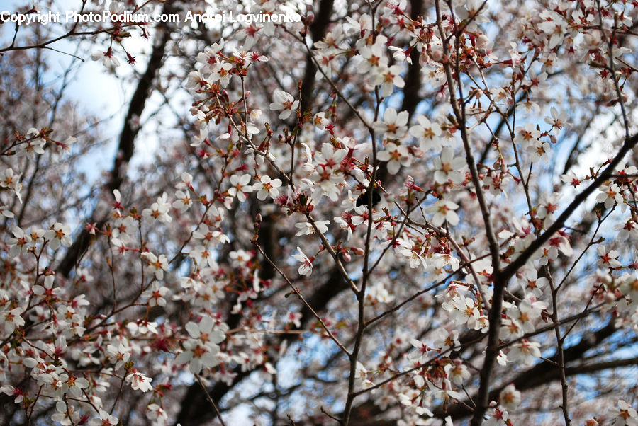 Blossom, Flora, Flower, Plant, Cherry Blossom