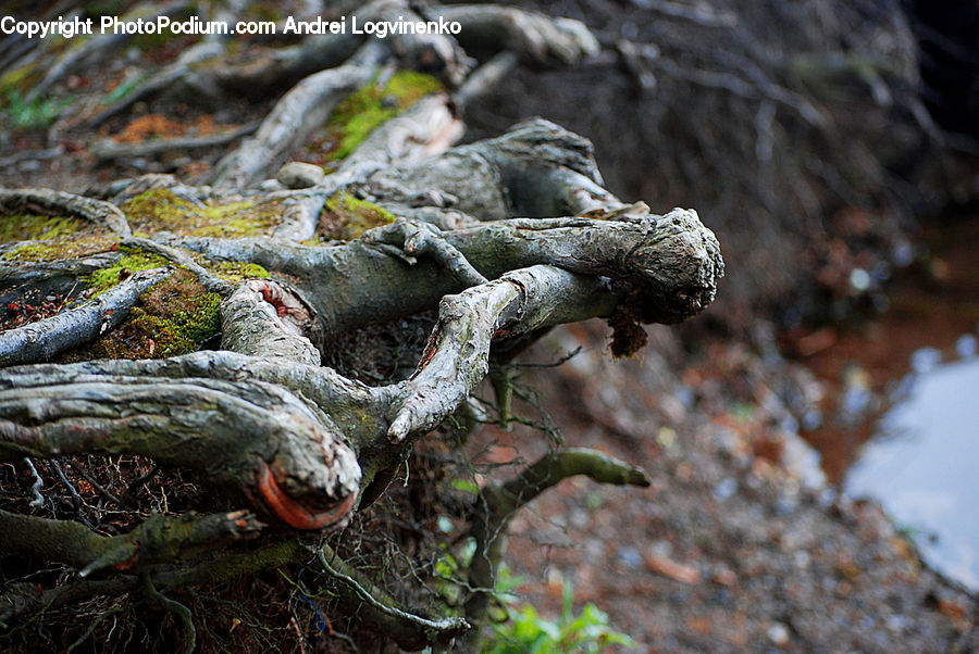 Root, Conifer, Fir, Plant, Tree, Iguana, Lizard