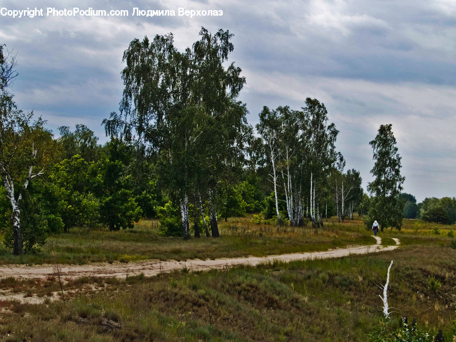 Dirt Road, Gravel, Road, Field, Grass, Grassland, Land