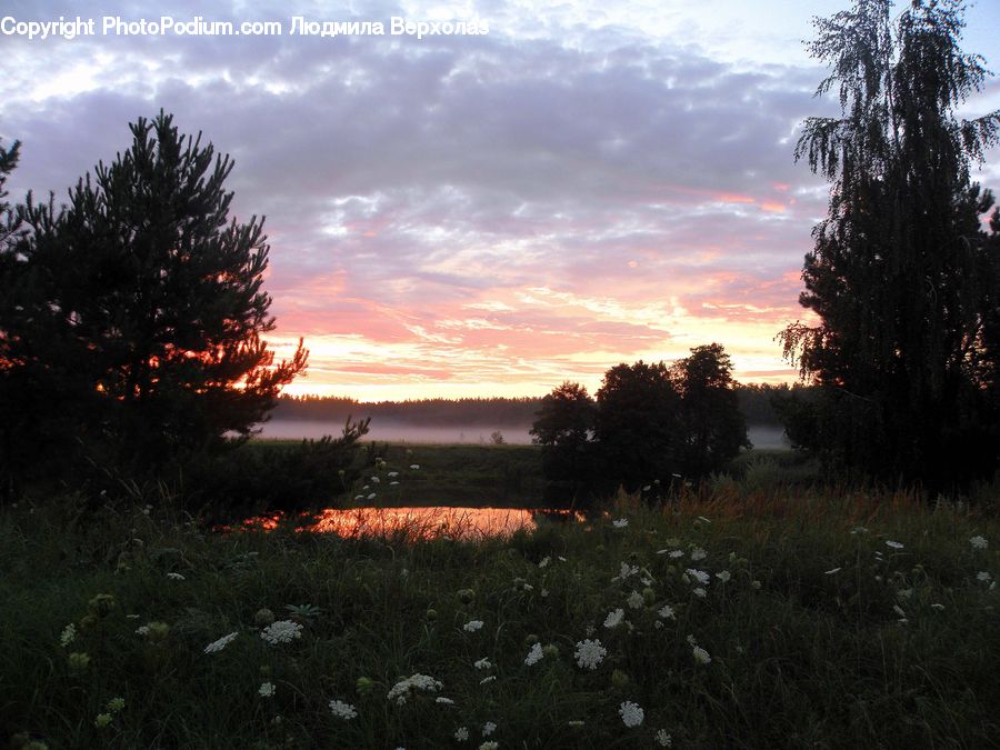 Dusk, Outdoors, Sky, Sunlight, Sunrise, Sunset, Conifer