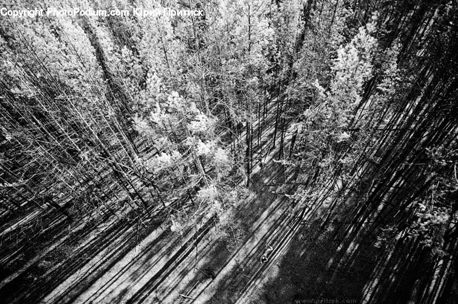 Forest, Vegetation, Plant, Tree, Grove, Land, Jungle