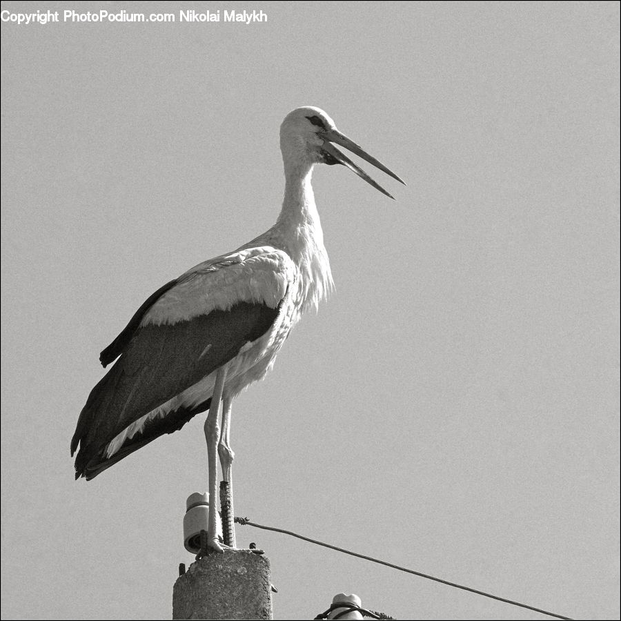 Bird, Stork, Beak, Crane Bird, Heron, Ardeidae, Waterfowl