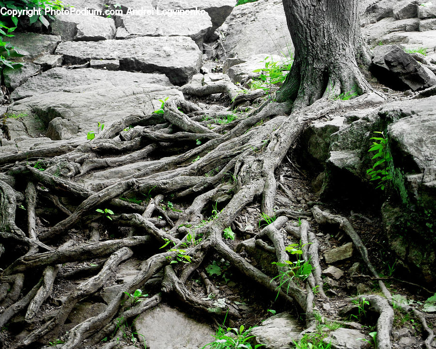 Root, Hole, Rock, Algae, Forest, Jungle, Rainforest