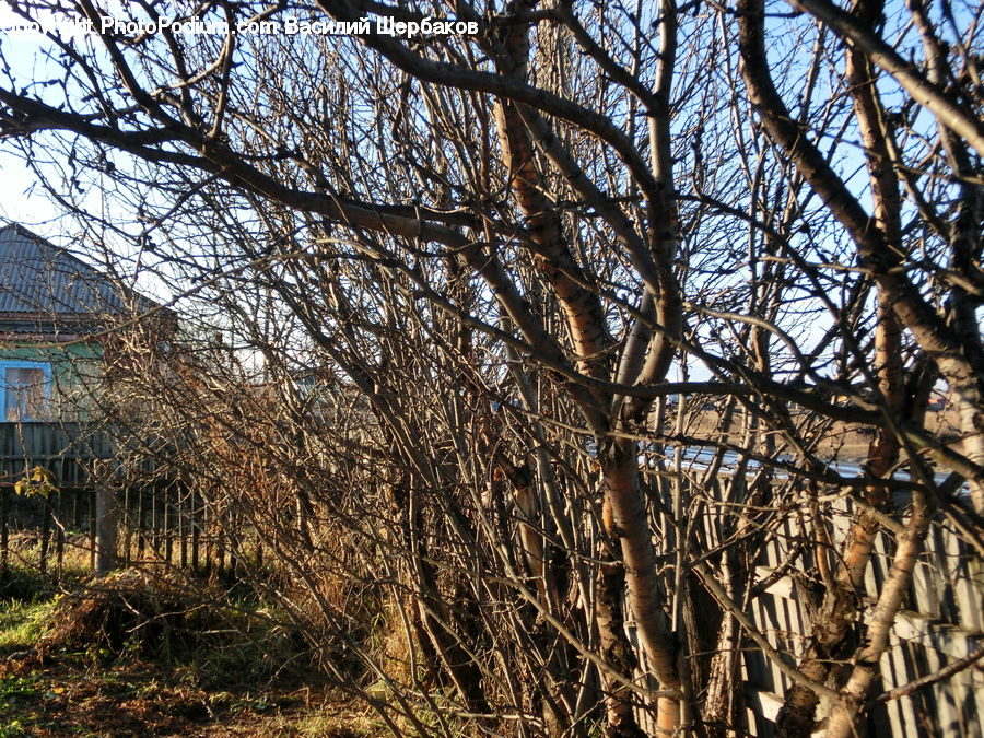 Birch, Tree, Wood, Conifer, Fir, Plant, Field